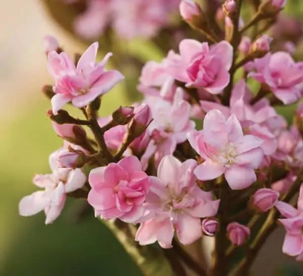 Rhaphiolepis indica Rosalinda®