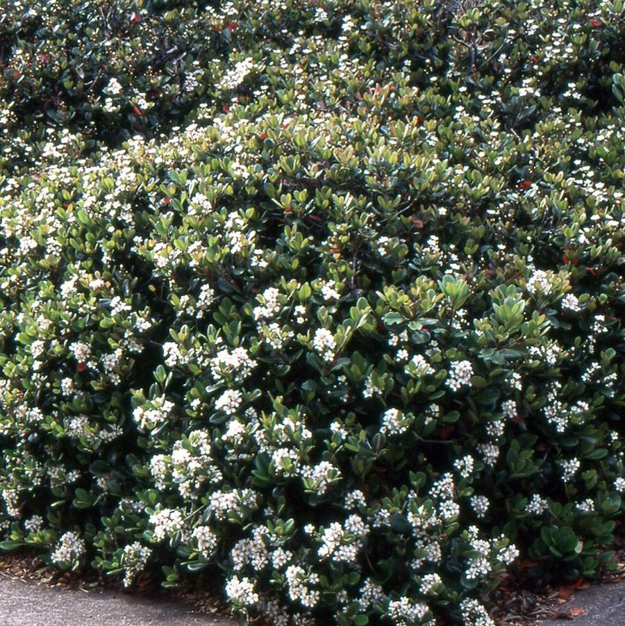 Rhaphiolepis umbellata Minor