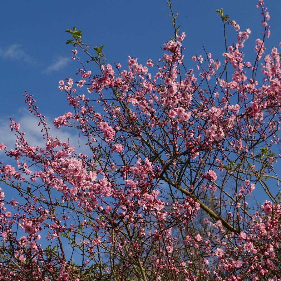 Prunus mume Peggy Clarke