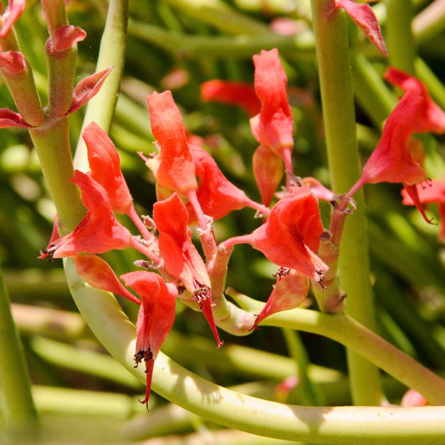 Pedilanthus macrocarpus 