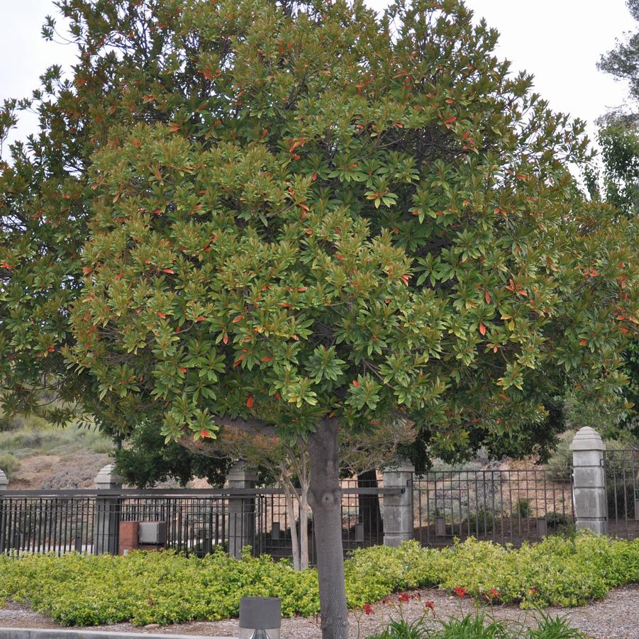 Elaeocarpus dicipiens 