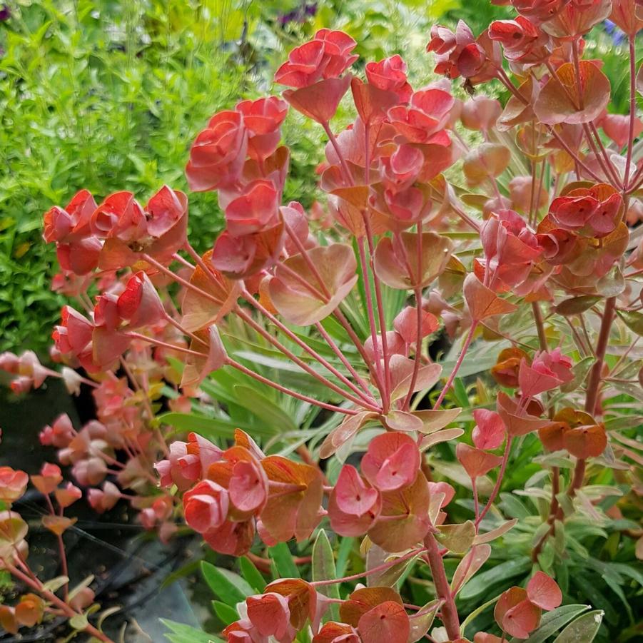 Euphorbia caracias Galaxy Glow