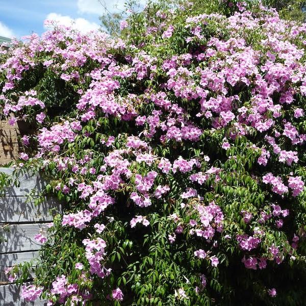 Pandorea jasminoides Rosea