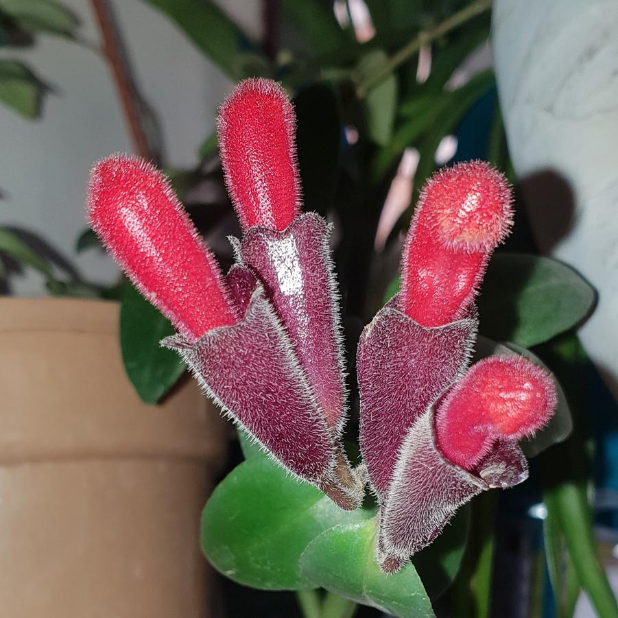 Aeschynanthus radicans 