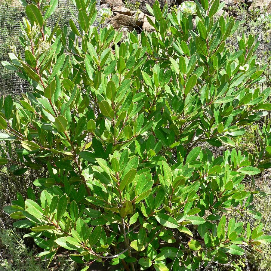 Heteromeles arbutifolia 