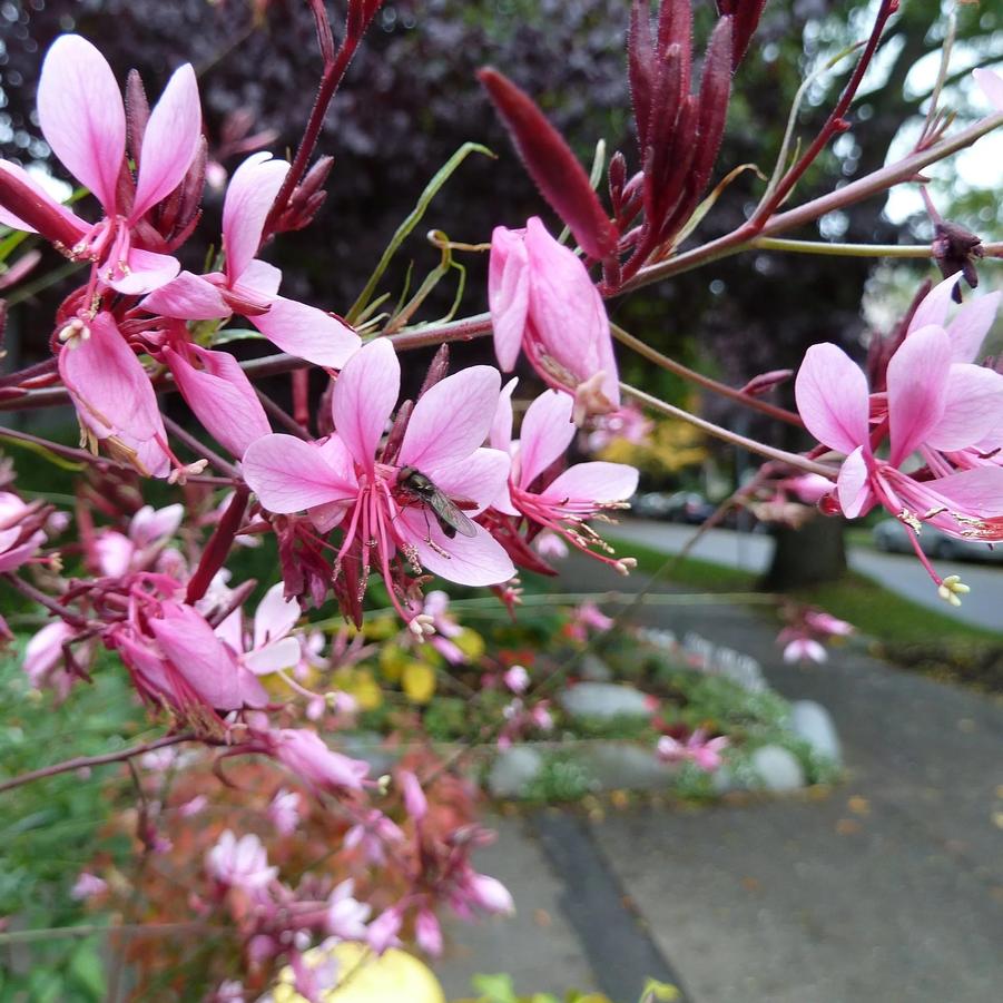 Gaura lindheimeri Gambit Variegata Rose