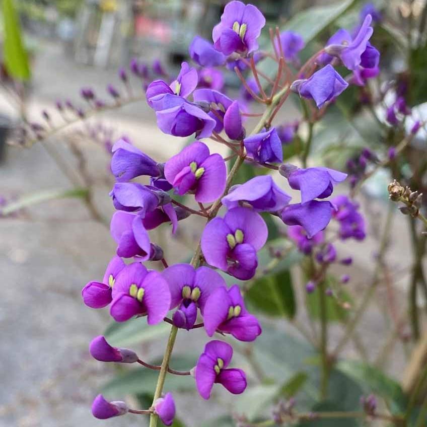 Hardenbergia violacea 