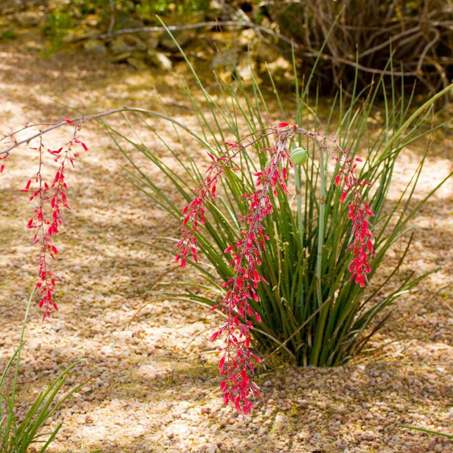 Hesperaloe parviflora Stoplights