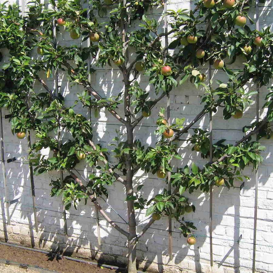 Apple Multiple Graft 