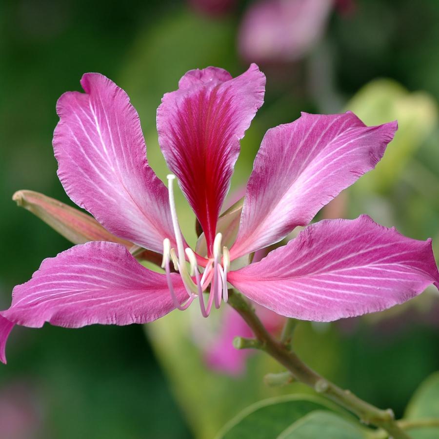 Bauhinia blakeana 