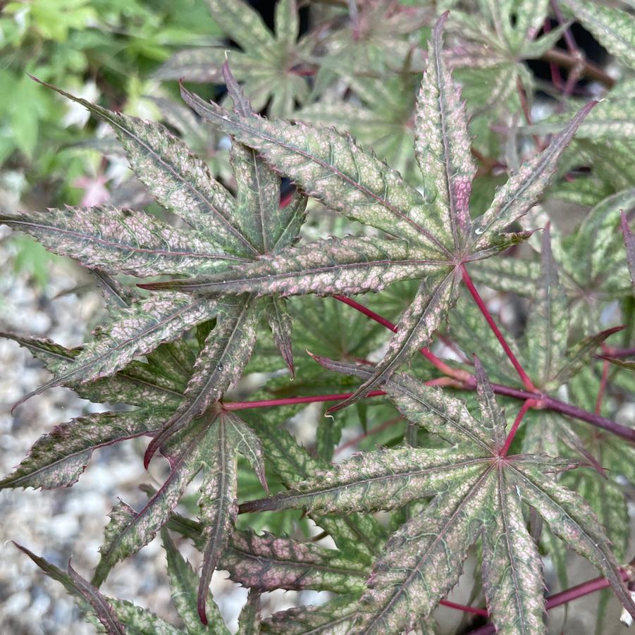 Acer palmatum Olsens Frosted Strawberry
