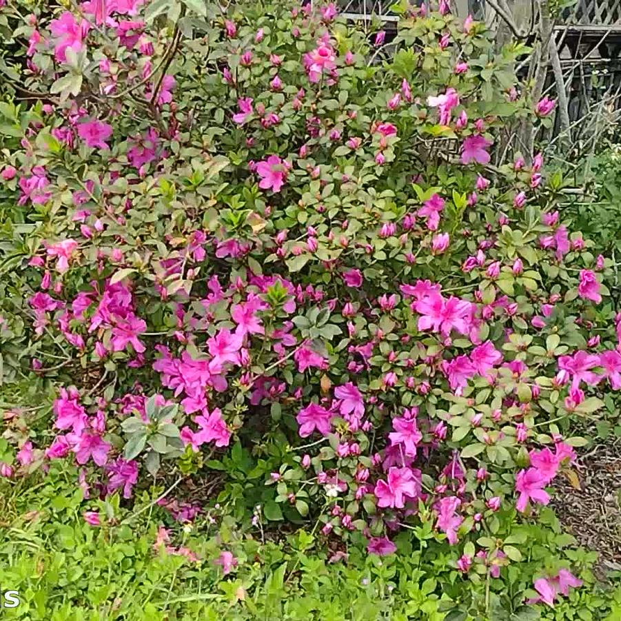Azalea Southern Indica hybrid Phoenicia