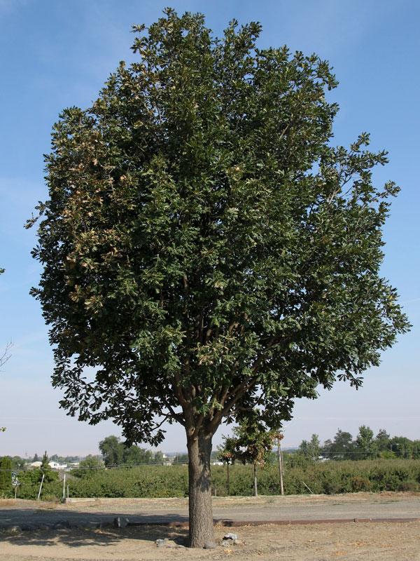 Quercus frainetto Forest Green&reg;
