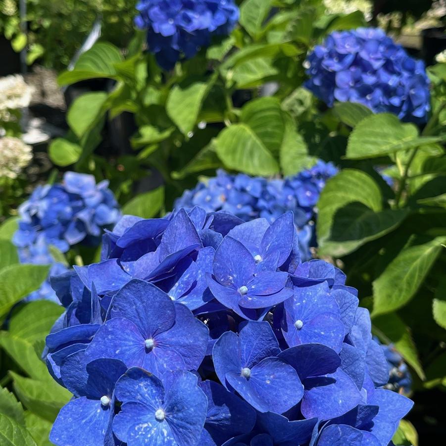 Hydrangea macrophylla Enziandom