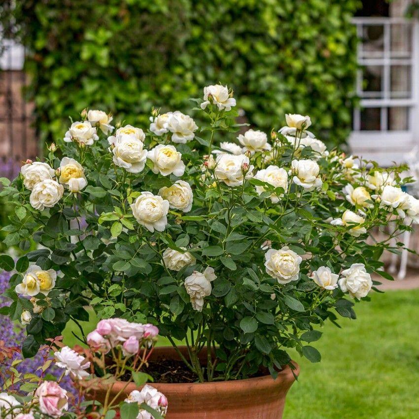 Rose Vanessa Bell