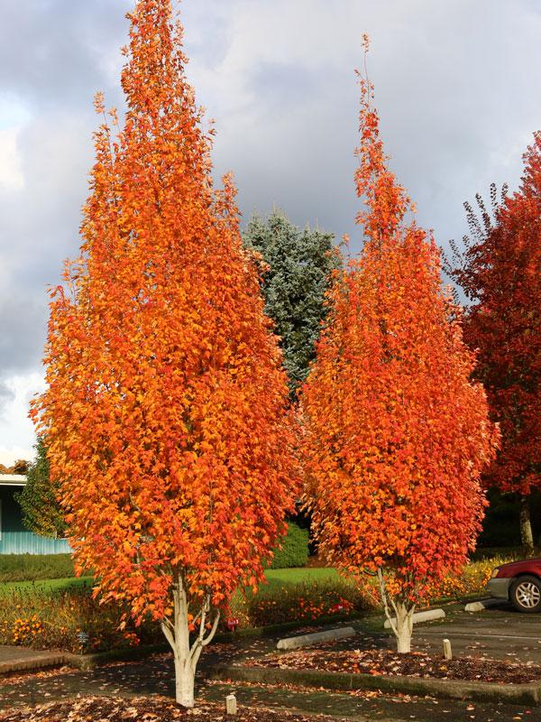 Acer rubrum Armstrong Gold&reg;