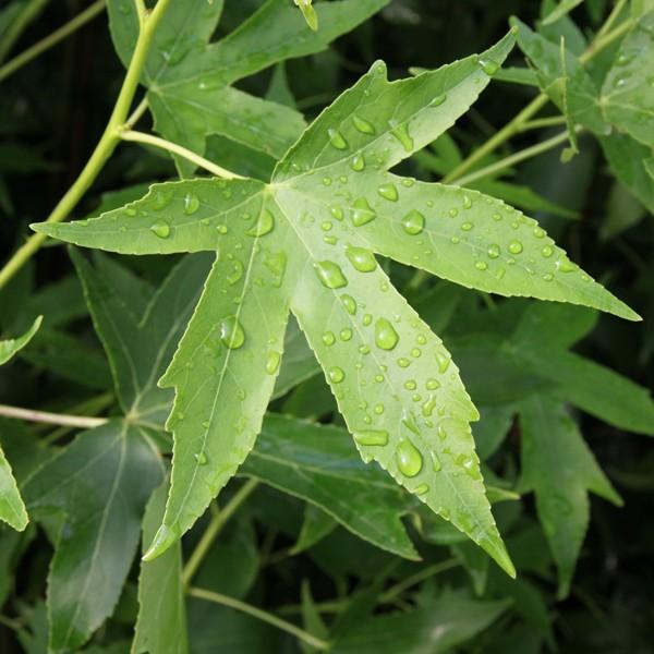 Liquidambar styraciflua Worplesdon