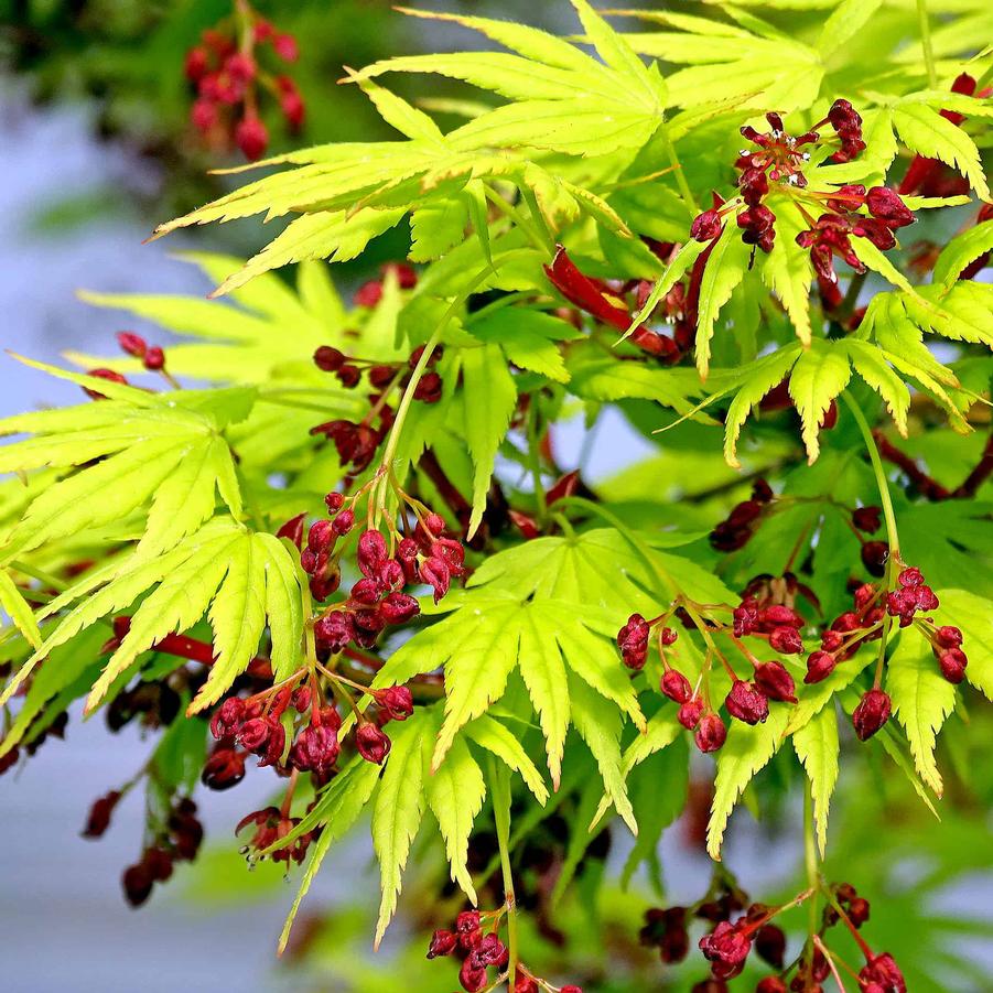 Acer palmatum Tobiosho