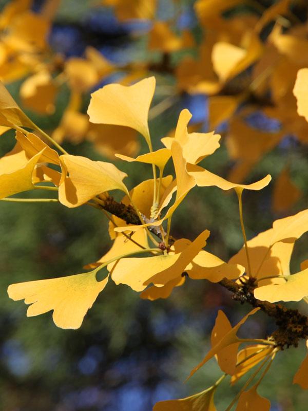 Ginkgo biloba Princeton Sentry