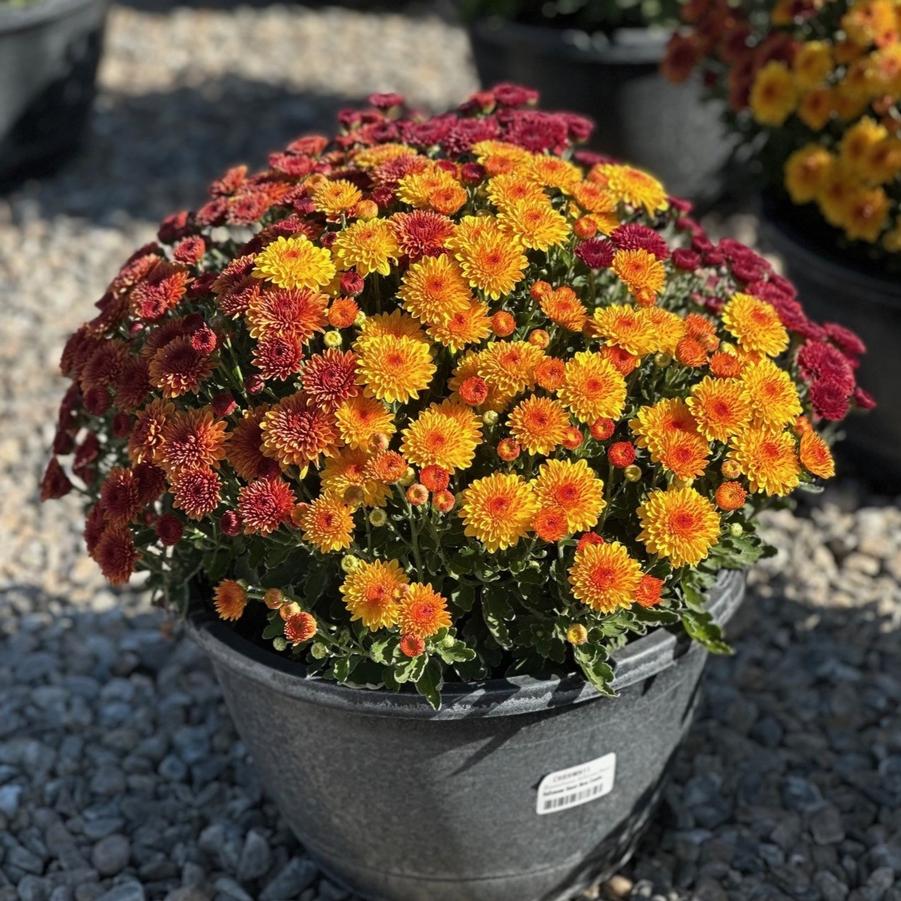 Chrysanthemum Mixed Color Bowls
