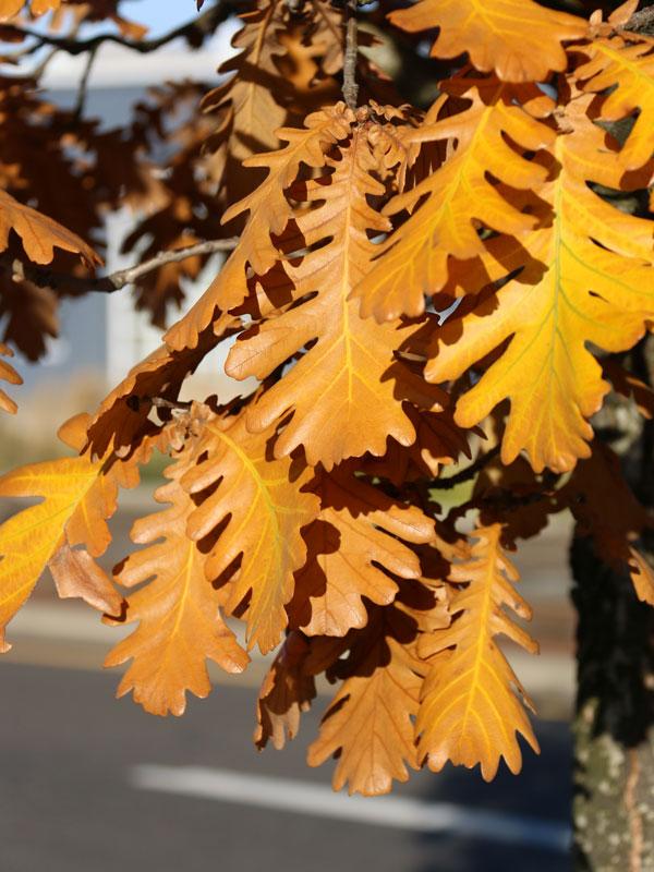 Quercus frainetto Forest Green&reg;