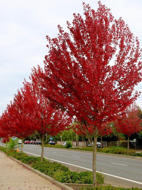 Acer rubrum Redpointe