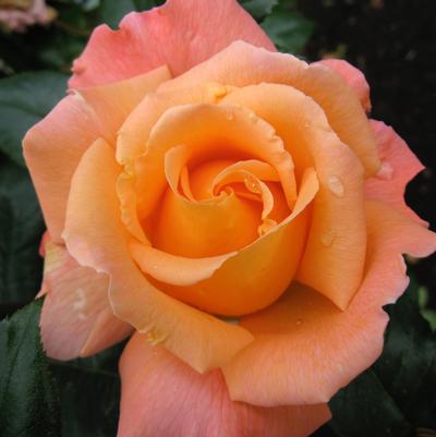 Rose Rosemary Harkness