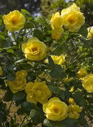Rose Smiley Face