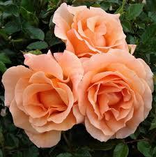 Rose Special Occasion