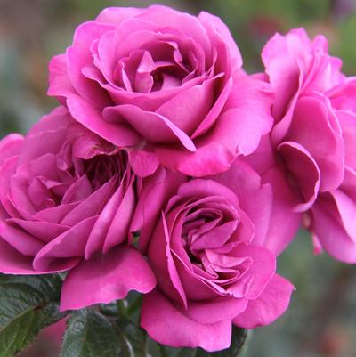 Rose Sunbelt Plum Perfect