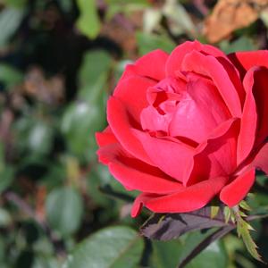 Rosa Knock Out&reg; Double Knock Out