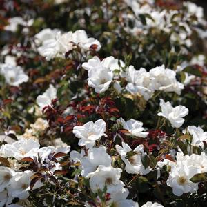Rosa Knock Out&reg; White Knock Out
