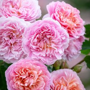 Rosa Sunbelt Garden Flame