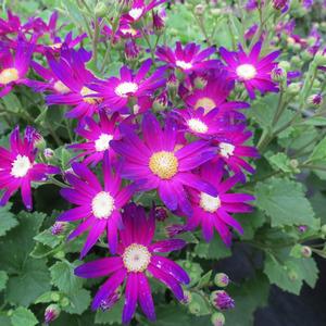 Pericallis Senetti&reg; Rose Glow