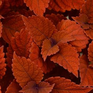 Coleus Inferno