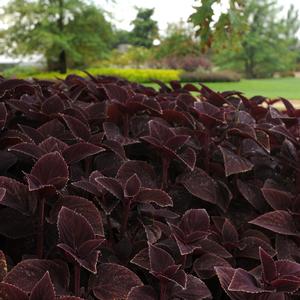 Coleus scutellarioides Vino