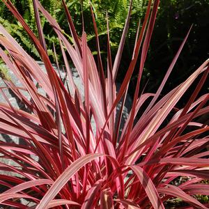 Cordyline Electric Pink