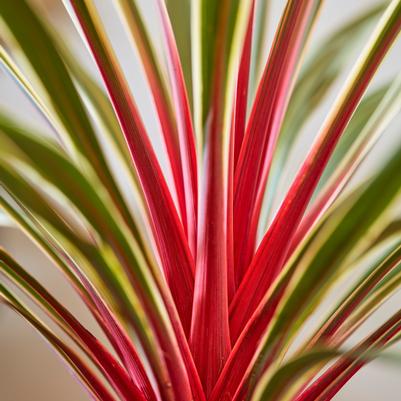 Cordyline australis Magic Star&trade;