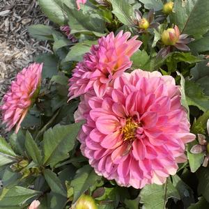 Dahlia LaBella&reg; Grande Coral