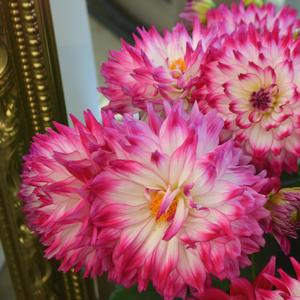 Dahlia LaBella&reg; Maggiore Fun Rose Bicolor