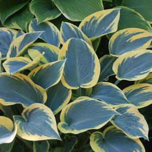 Hosta First Frost