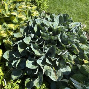 Hosta Hadspen Blue