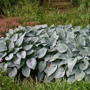 Hosta Halcyon
