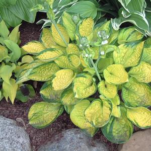 Hosta Rainforest Sunrise