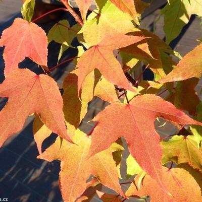 Liquidambar acalycina Burgundy Flush