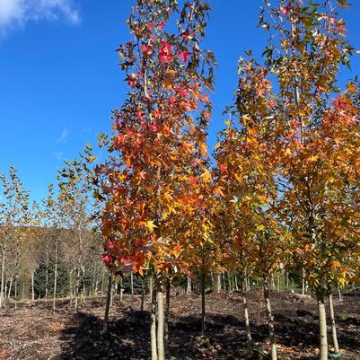 Liquidambar styraciflua Happidaze&trade;