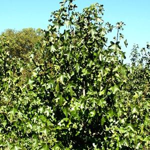 Liquidambar styraciflua Rotundiloba