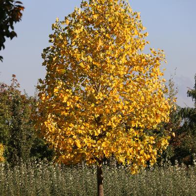 Liriodendron tulipifera Emerald City&reg;