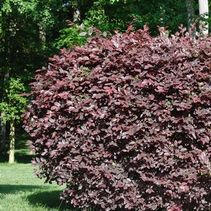 Loropetalum chinense var. rubrum 