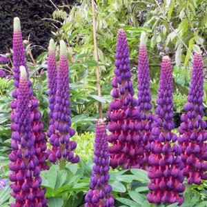 Lupinus polyphyllus Westcountry&trade; Masterpiece